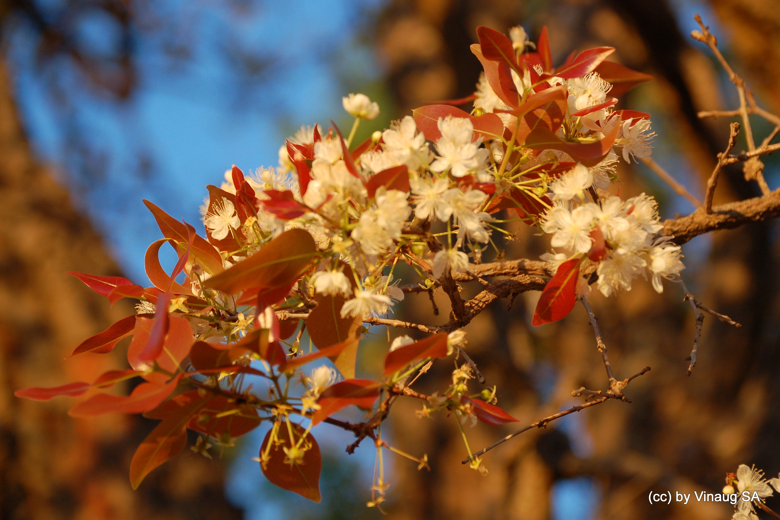 Cerrado Flowers 4