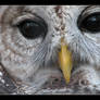 Barred Owl