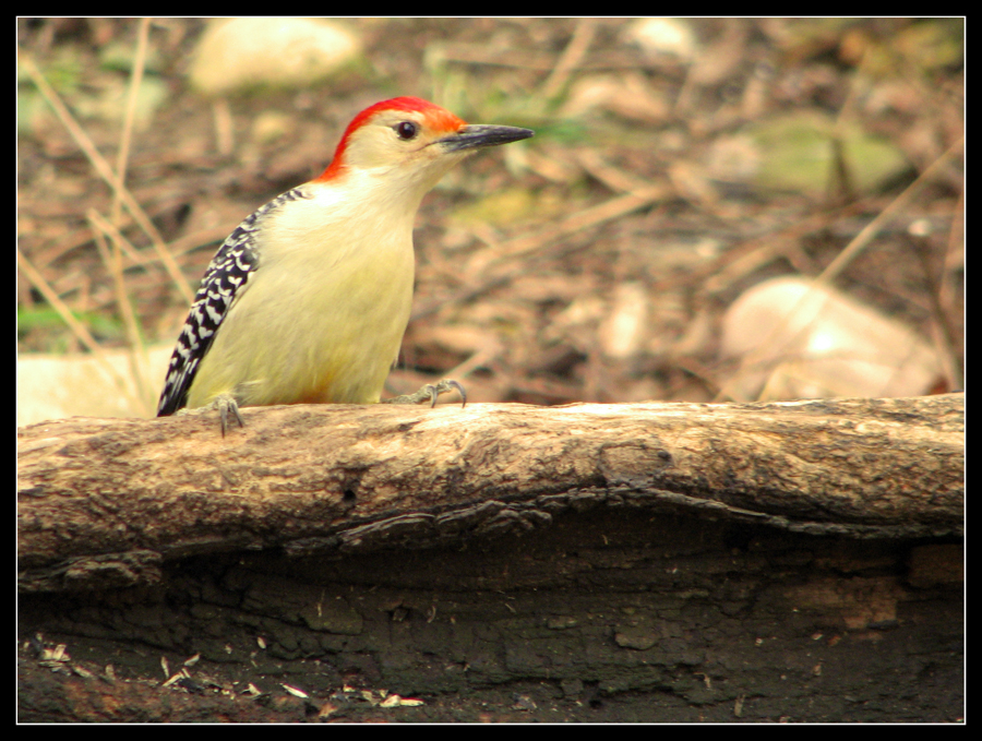 Red-bellied Woodpecker II