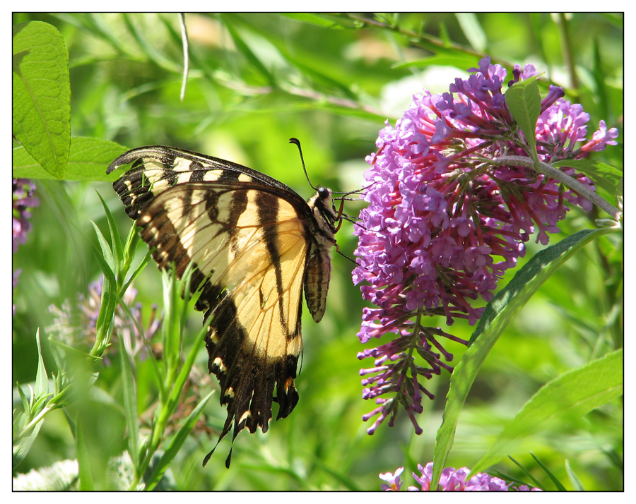 Tiger Swallowtail