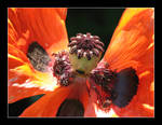 Poppy Flower by ladyhawk21