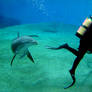 Dolphin and Diver