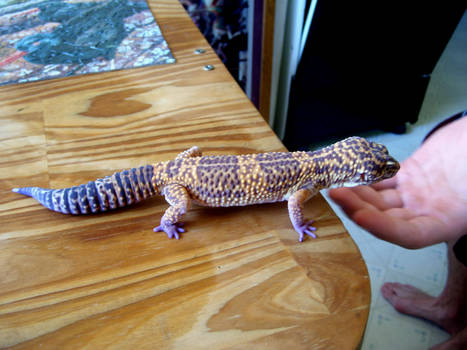 Gecko - 05