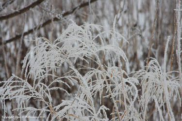 Winter on the wetland 3