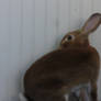 Rabbit Stock 8