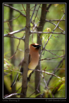 Cedar Waxwing II