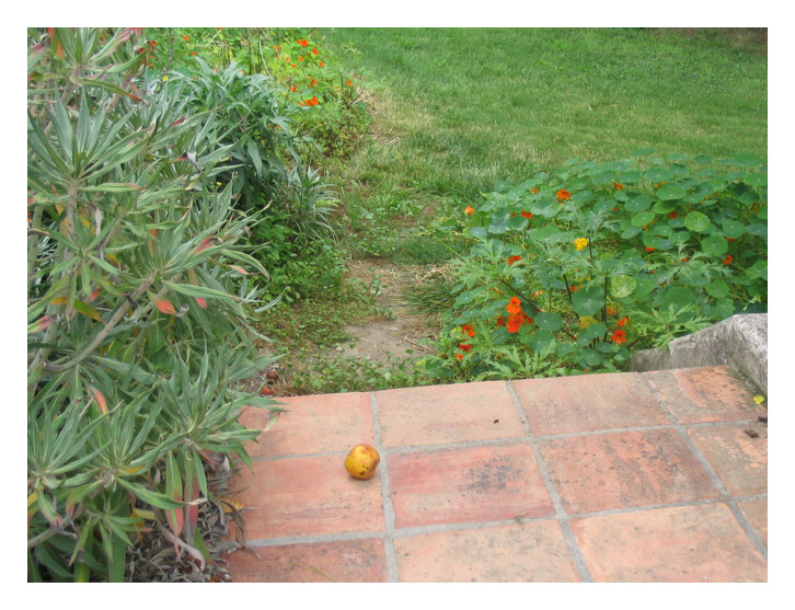 Garden Steps