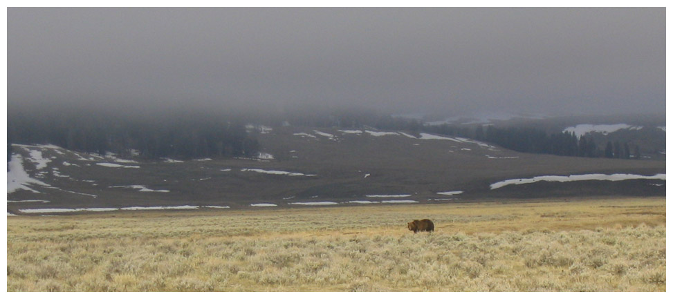 Field of the Bear