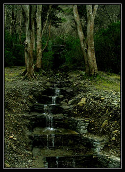 Steps to the Forest