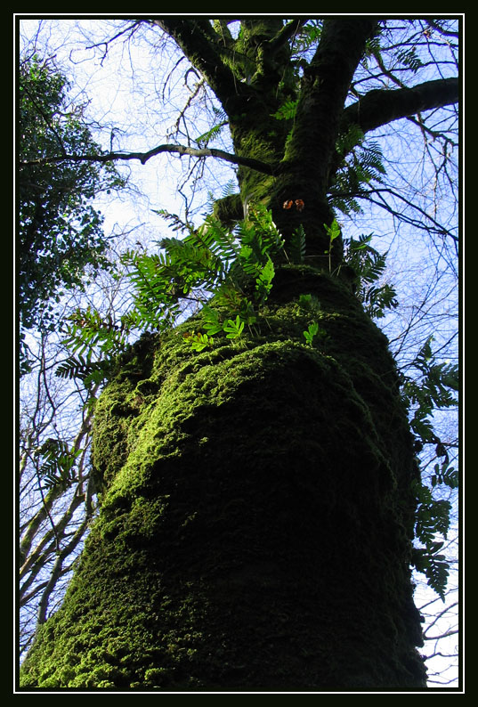 Faerie's Ladder