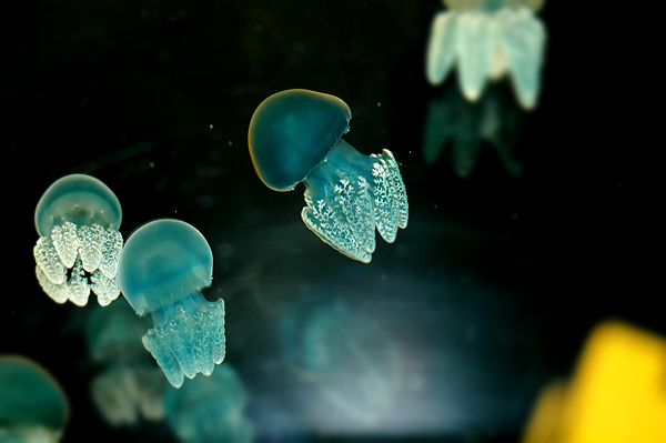 jelly fish