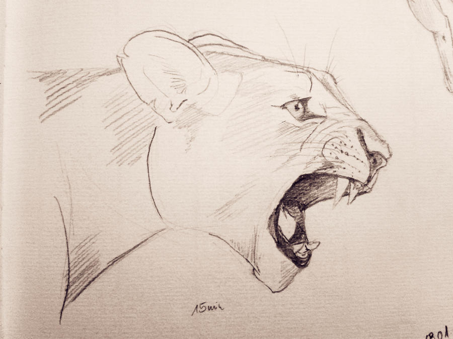 Lion 1