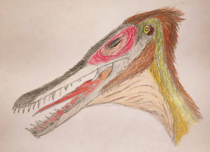 Aetodactylus