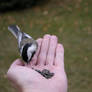 Bird in the hand...