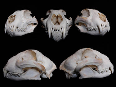 Cheetah skull.