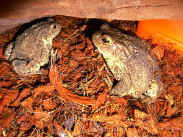 Gonna eat these toads, yum yum.