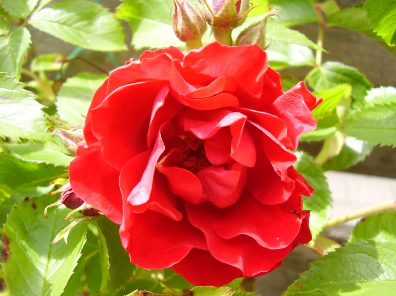 Red Rose 1