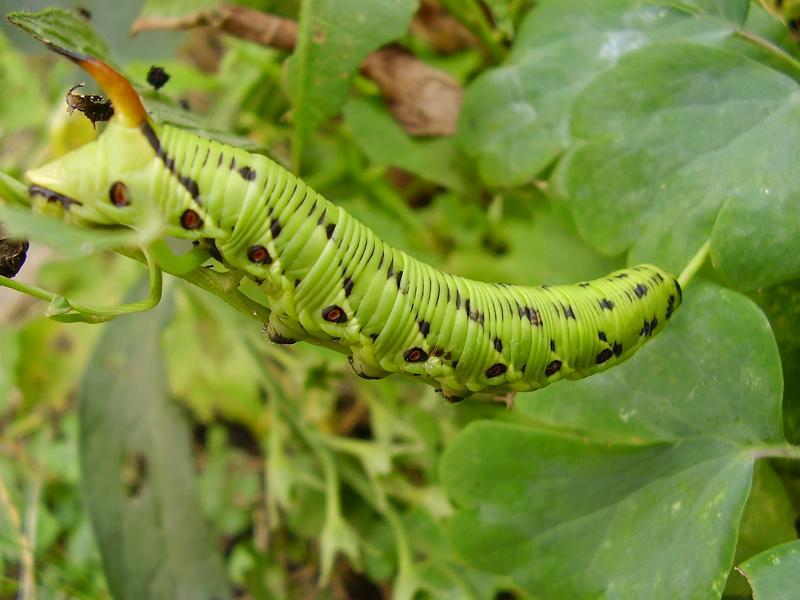 Caterpillar 13