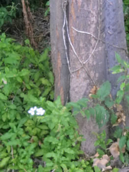 Flowers and the tree