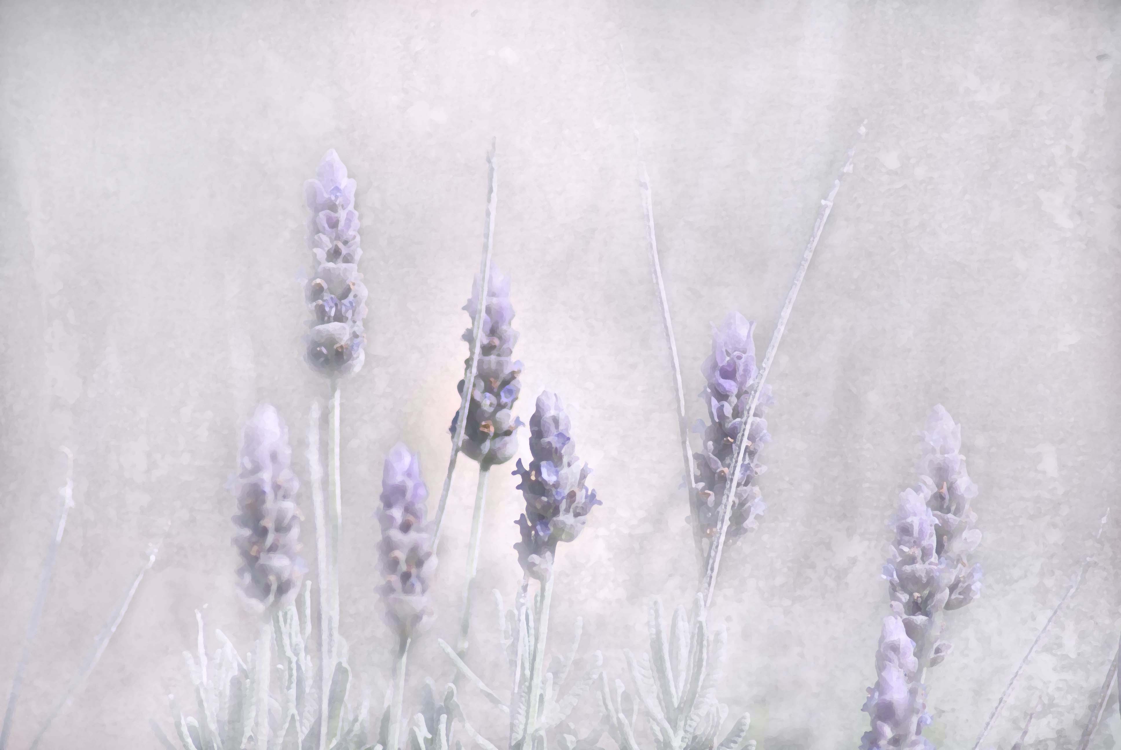 Lavender Essence