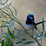 Superb Fairywren