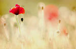 Red Poppy by samleenchoo