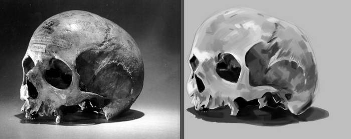 Skull Still Life