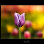 +++ Tulip II +++