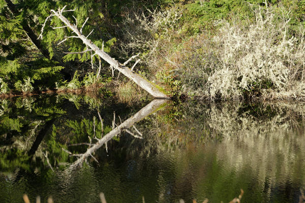 reflective tree by tom1966 on DeviantArt