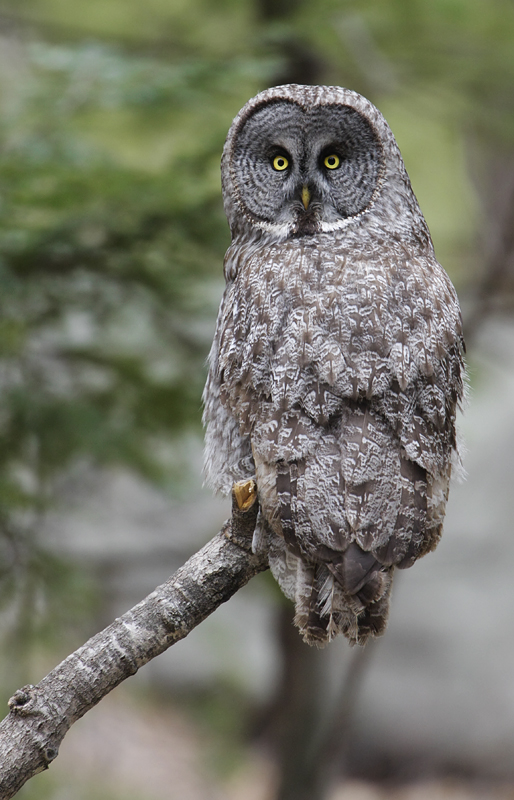 Great Gray Owl