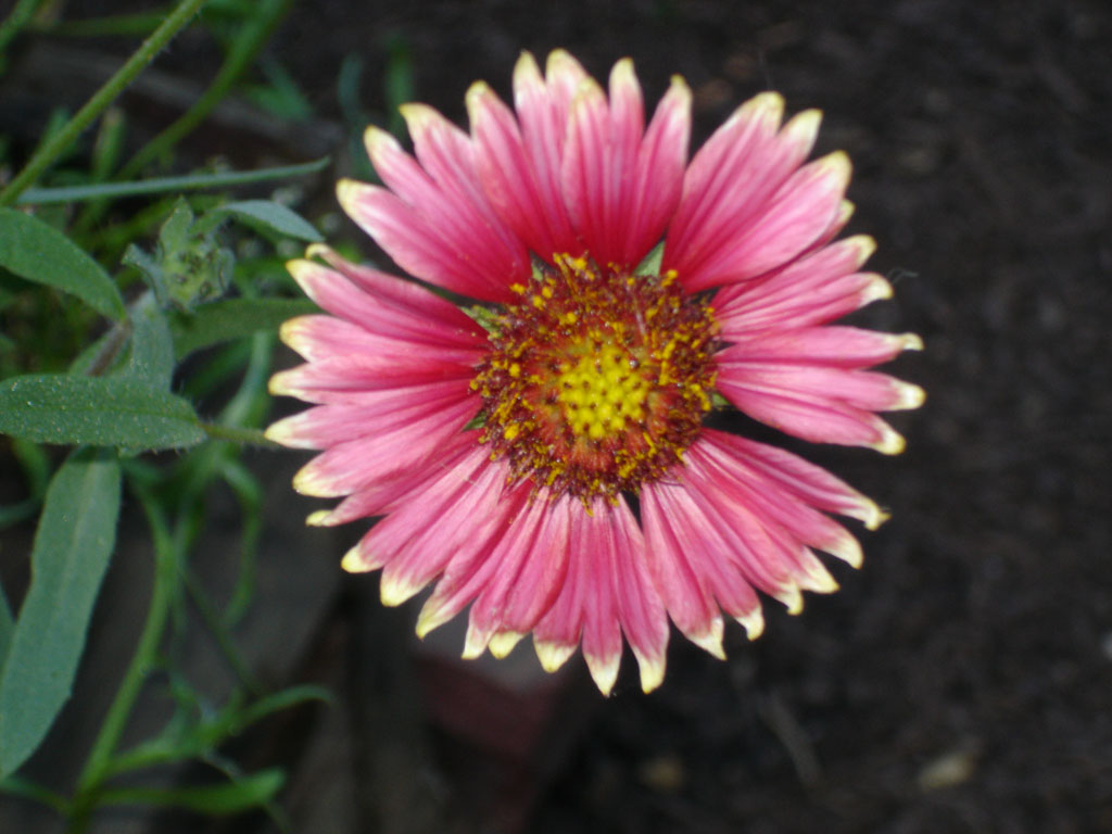 Pink Flower