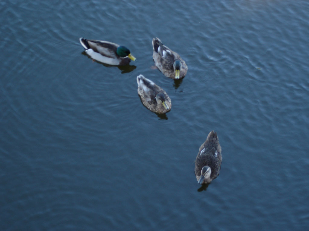 four ducks