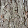 Texture VII - Bark