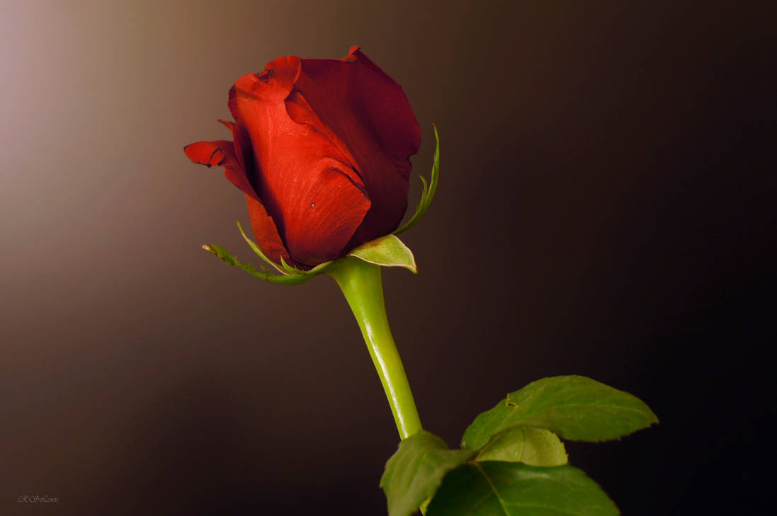 The Bruised Rose by rslewisphotos on DeviantArt