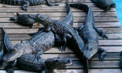 Alligator crocodile II