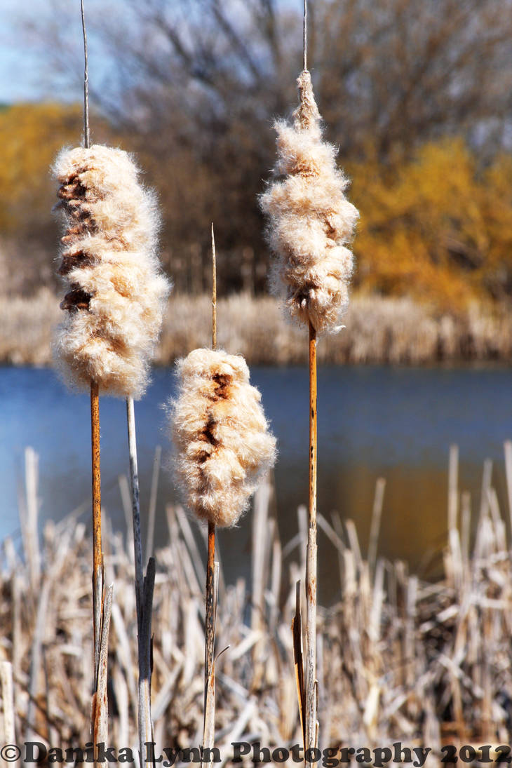 Cattails in Color by BlueEyedMelloon on DeviantArt