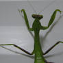 Mantis1