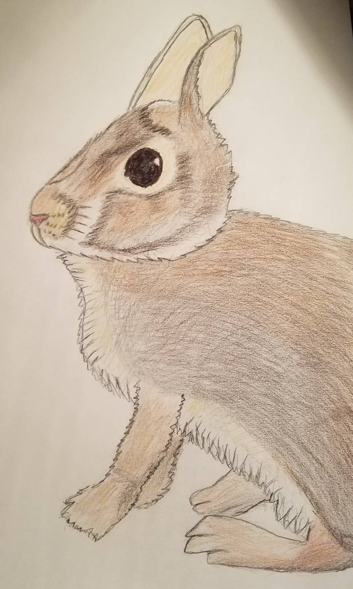 Rabbit by Ryan-Shellhause on DeviantArt