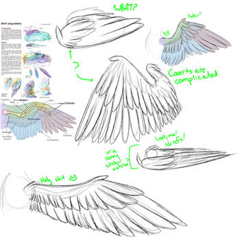 Images Of Fairy Wings Drawing Reference