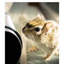 chipmunk's quest