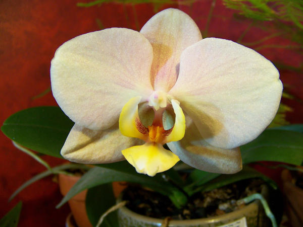 yellow orchid