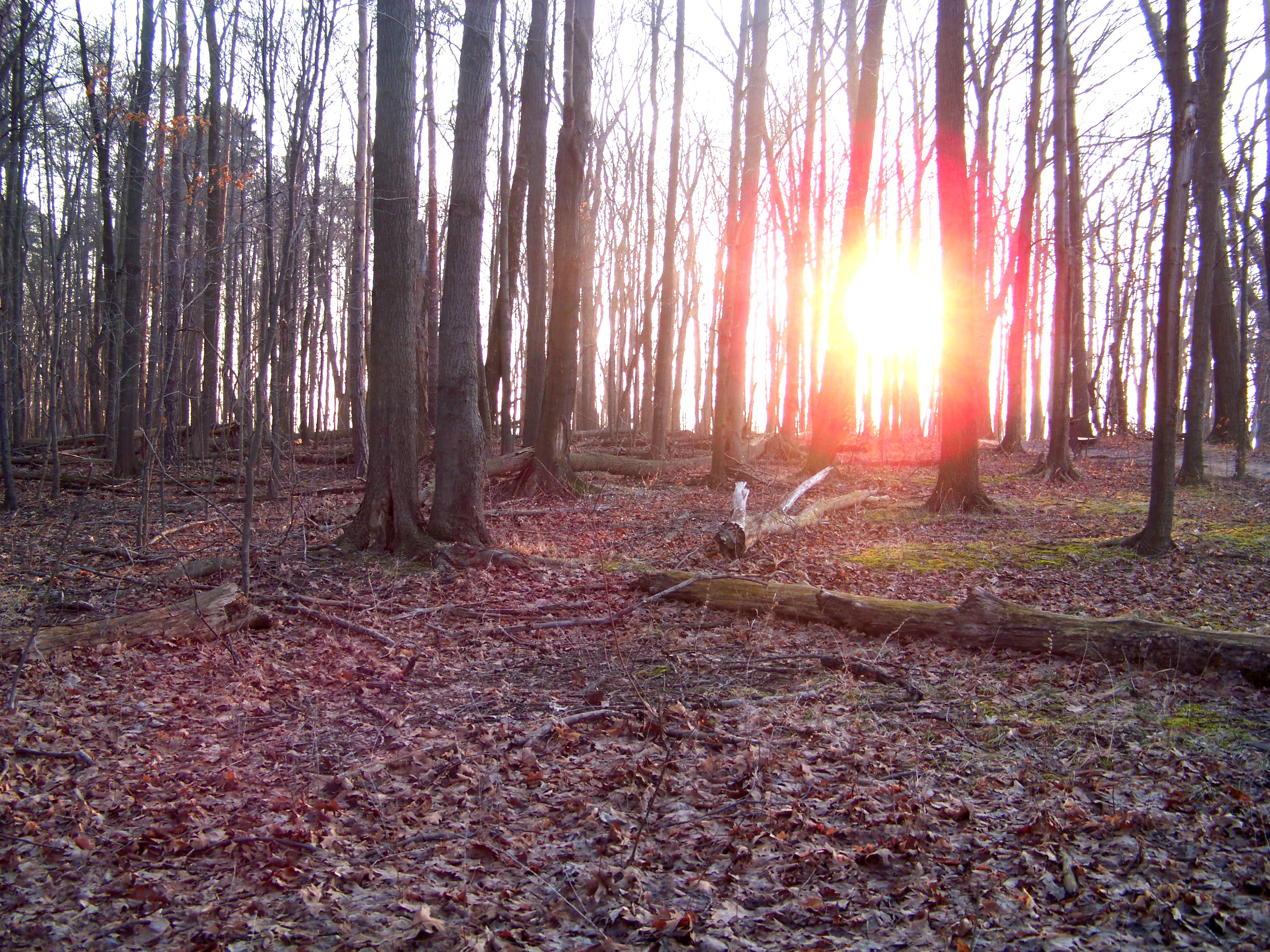 Through the Trees