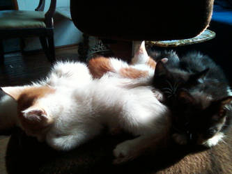 Fur pile!