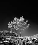 a tree stands alone BW version by Pandinus