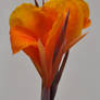 Orange Canna 1