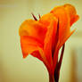 Orange Canna 2