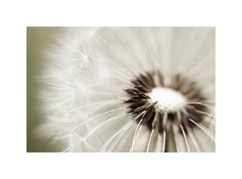 Dandelion #3