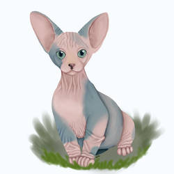 Sphynx