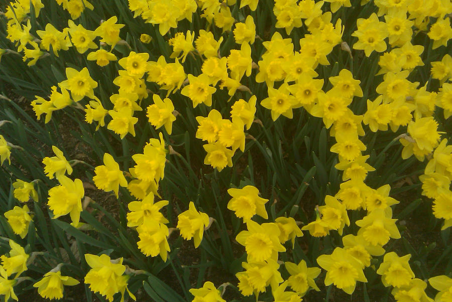 Spring Gold Colours The Colour of Springtime Gold by IWStudios on DeviantArt