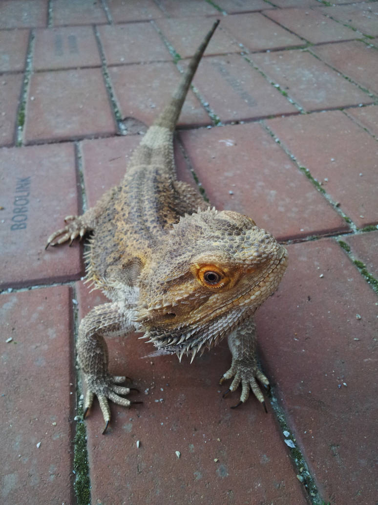 Brick Lizard II by IWStudios on DeviantArt